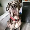 Sampson - @sampsonthegreatdane - TikTok