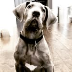 Sampson The Great - @sampson_the_great_dane - Instagram