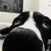 sampsonthegreatdane - @.sampsonthegreatdane - TikTok