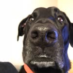 Black Labrador/Great Dane Mix - @sheldon_the_labradane - Instagram
