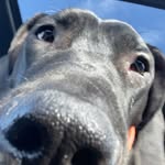Shellybean - @thedanesheldon - Instagram