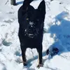 _german_shepherd_dane_ - @_german_shepherd_dane_ - TikTok