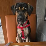 Cooper the Dane Shepherd - @cooper_the_dane_shepherd - Instagram