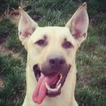 "Dane" The Anatolian Shepherd - @anatolian_dane - Instagram