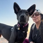Great Dane German Shepherd Mix 🐺 - @zola_in_the_wild - Instagram