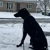 Ollie Black Dane Shepherd - @ollie_black.daneshepherd - TikTok