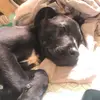 willow the dane shepherd - @willowthedaneshepherd - TikTok