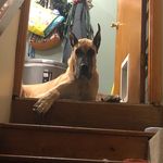David Lupo - @slade_the_great_dane - Instagram