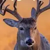 Danesmall - @bobcat3179 - TikTok