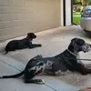 Princess Willow - @small_labbig_dane - TikTok