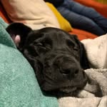 Molly - @molly_springer_dane_cross - Instagram