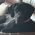 Stanley Pancha Killeen - @stanleythegreat.dane - Instagram