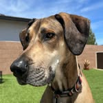Stetson - @stetson_the_dane_shepherd - Instagram