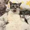 ChasingChapman - @daneensmith - TikTok
