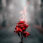 Danelle Rose - @danellerose72 - Instagram