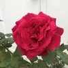 danettekingpresto - @auntd74 - TikTok