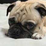 Dang Doan - @dangsdoan - Instagram