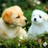 Loveanimals - @dangthanhdoan1981 - TikTok