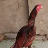 Dani Abdullah - @daniabdullha - TikTok