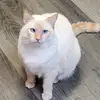 dani boyd - @daniboyd0912 - TikTok