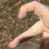 Youranimefriendbackup - @danibrooks202 - TikTok