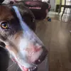 Danyelle - @dani_carsonn - TikTok