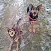 Chester_❤️🐕Zelda_und_❤️🐕Ich - @dani_und_chester - TikTok