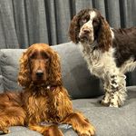 Dani Ha - @dani_chester_and_quinn - Instagram