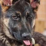 Dani Darko 🐰 - @danidarko_gsd - Instagram
