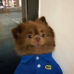 Dani DeWitt - @titanpaws - Instagram