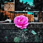 Daniel Douglas - @dani.douglaas_244 - Instagram