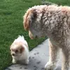 Doug and Dani: Woof - @doug.and.dani - TikTok