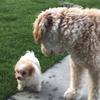 Doug and Dani: Woof - @doug.and.dani - TikTok