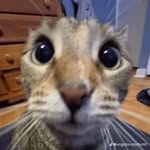 Dani Meyer - @danimeyer484 - Instagram