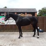 Dani Poole - @areh_sport_horses - Instagram