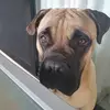 Dani pratt - @thorandzoey - TikTok