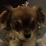 Dani Pratt - @danziisdogs - Instagram