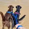 Dani Reeves-Roach - @dani.reevesroach - TikTok
