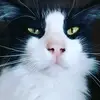 Danii Reeves - @daniireeves - TikTok