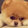 danireeves43 - @danireeves43 - TikTok