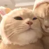 Dani - @dani_schaeferr - TikTok