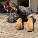 Daniela Knott - @dani.schaefer.hunde78 - Instagram