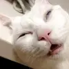 đanisselll15_ - @danissseell - TikTok