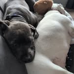 Dani Stang - @phoebe_n_wally - Instagram