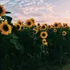 danistephens972 - @danistephens972 - TikTok