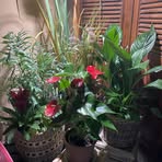Dani Weber - Facebook