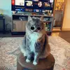 daniwest - @daniwest0927 - TikTok