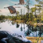dan wilcox - @creek_swamp - Instagram