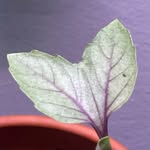 Daniel wiley - @deezplantsnaquatics - Instagram