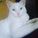 amii chan - @dania.lizana.aranda - Instagram